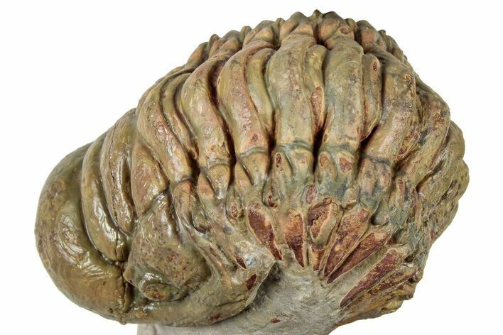 Curled Crotalocephalina Trilobite - Atchana, Morocco #322282